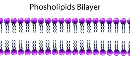 Phospholipids Bilayer In Cell Membrane