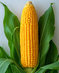 Obraz premium Golden yellow corn green husk, moisture beads, dark surface, natural, wholesome food photography..