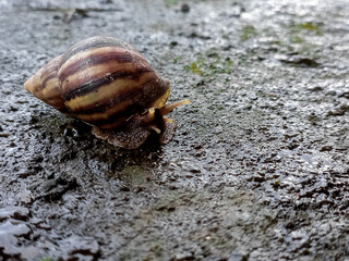 Big Roman snail (Helix pomatia) walking over concrete ground covered in moss, close-up, macro shot