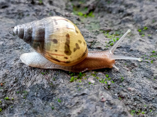 Big Roman snail (Helix pomatia) walking over concrete ground covered in moss, close-up, macro shot