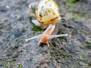 Big Roman snail (Helix pomatia) walking over concrete ground covered in moss, close-up, macro shot