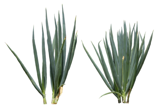 close up of spring onion plants isolated on a transparent background