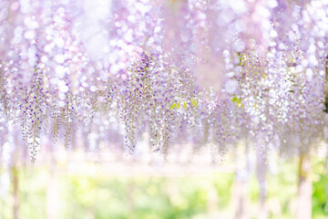 光輝く幻想的な藤の花