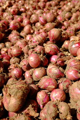 A pile of large, freshly harvested shallots