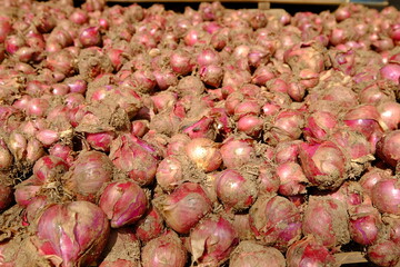 A pile of large, freshly harvested shallots
