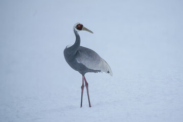 鶴居村に来た珍客のマナヅル