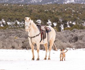 Beautiful golden palomino saddled with barking beagle on the high plains of New Mexico. Snow on...