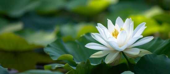 White Lotus Flower Blossom Among Green Foliage: A Stunning White Lotus Flower Blossom Amongst Lush Green Foliage