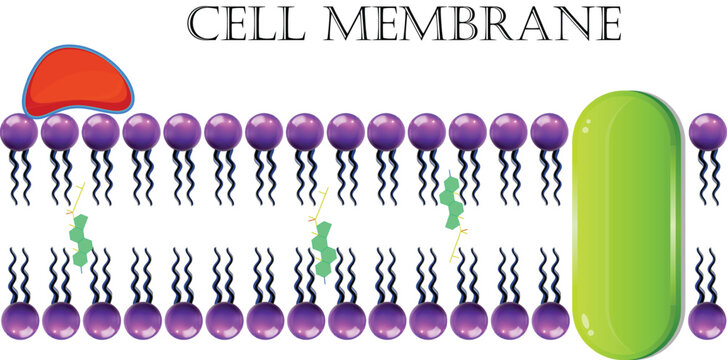 Cell Membrane Or Plasma Membrane