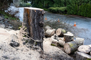 Residential tree removal, cottonwood tree cut down in a side yard with stump remaining, rounds and branches on the street
