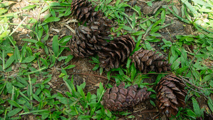 Pine cones fall from the tree