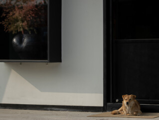A dog sunbathing in front of a store and an oil painting