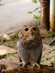 The Spotted Wood Owl (Strix Seloputo) in Zoo Park Bandung, Indonesia