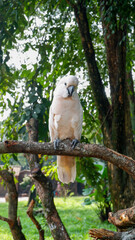 White cockatoo in the park. The white cockatoo parrot (Cacatua alba) perches on a tree branch at a...