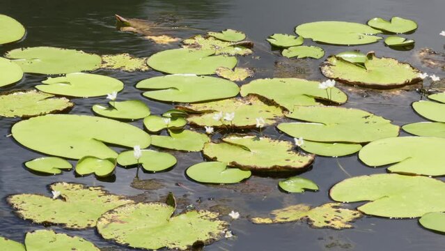 Pond Life: Water Lilies in Sunlight