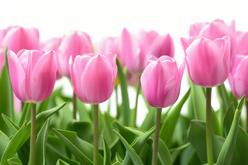 Spring tulips on white. Background with selective focus and copy space