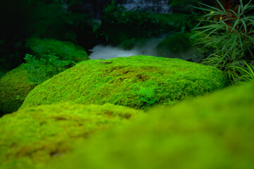 Rocks along the stream covered with moss