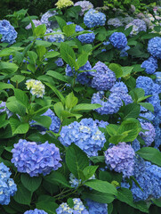 A lush garden filled with blooming hydrangea flowers in various shades of blue and purple.