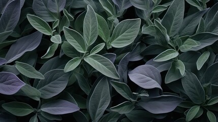 Sage Leaves Background Image AI Generated