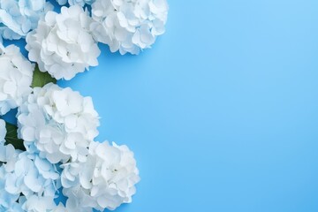 Flowers composition. White hydrangea flowers on blue background. Flat lay, top view, copy space