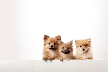 Three cute Pomeranian puppies sitting on a white background with copyspace