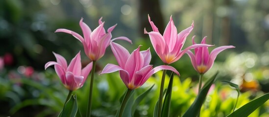 Enchanting Natural Pink Siam Tulips: A Blossoming Forest of Natural, Pink, and Siam Beauty