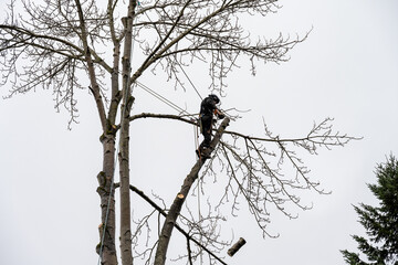 Professional tree removal, worker high up in a cottonwood tree with chainsaw cutting a chunk off a...