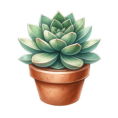 Succulent plant with a terracotta pot and pebbles. watercolor clipart