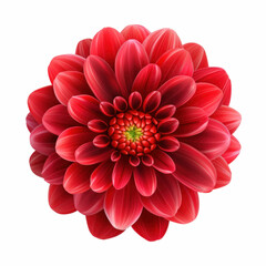 Red color dahlia flower isolated on transparent white background, 