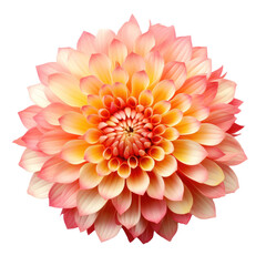 Fantasy petally chrysanthemum on transparency background PNG