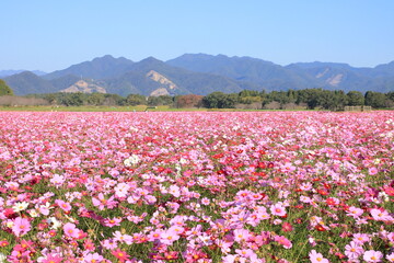 コスモス畑と山並