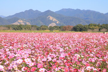 コスモス畑と山並