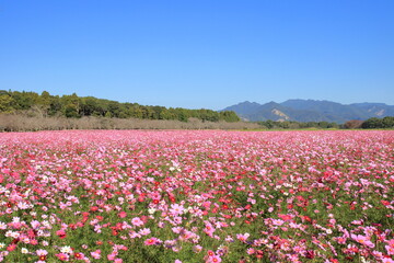 コスモス畑と青空