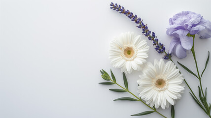 Fototapeta premium white daisy and lavender, nice flower background