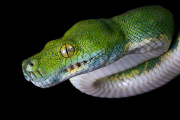 Green tree python snake closeup head, Chondropython viridis snake closeup with black background, Morelia viridis snake