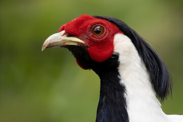 Silver pheasant closeup head with natural background, Lophura Nycthemera closeup head