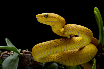 The Yellow White-lipped Pit Viper (Trimeresurus insularis) closeup on branch with black background, Yellow White-lipped Pit Viper closeup