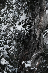 枯れた木に積もる雪の風景