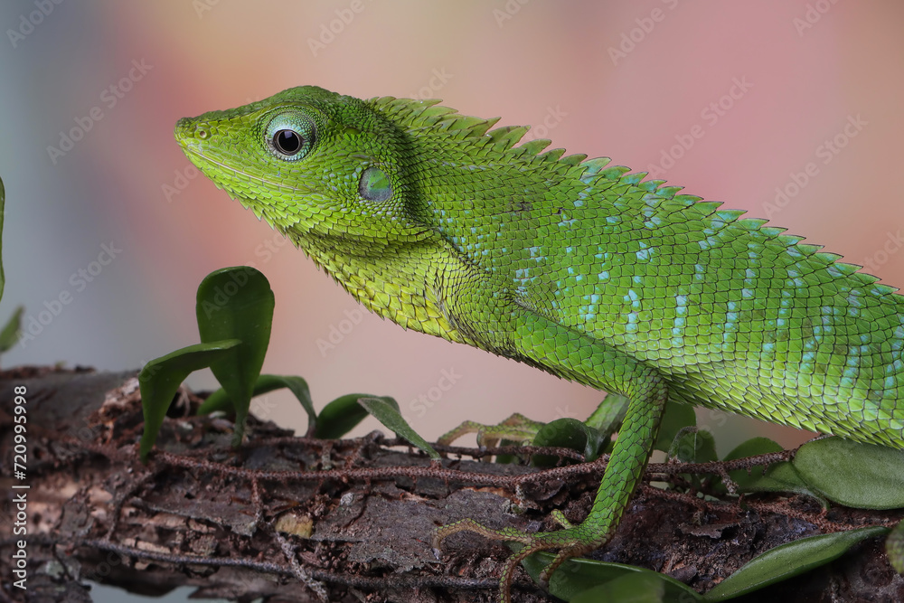 Wall mural bronchocela jubata lizard camouflage on green leaves with isolated background, bronchocela jubata li