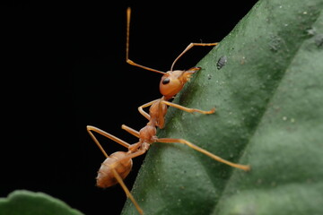 Weaver ants eating leave, Weaver ants on branch with isoated background