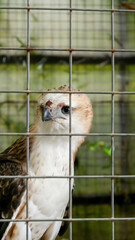 Close up photo of Northern Philippine hawk-eagle