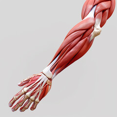 Obraz na płótnie Canvas Human anatomy 3D rendering illustration of the shoulder.