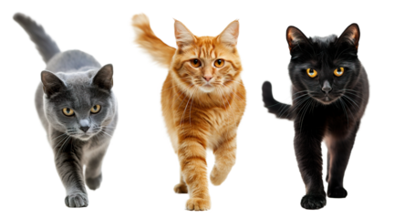 Front view of funny cats walking towards camera. Gray, orange and black cat over white transparent background