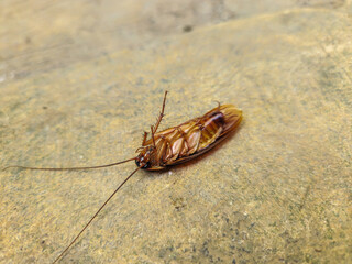Cockroach dead. Cockroach upside down on the floor