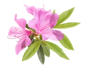 Fototapeten Azaleas flowers with leaves, Pink flowers isolated on white background with clipping path © Dewins