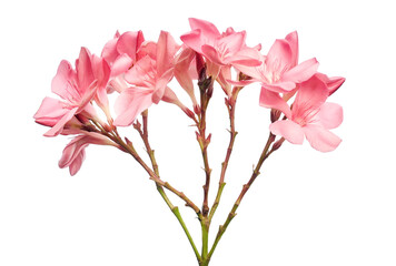 Nerium oleander, Pink oleander flowers isolated on white background with clipping path