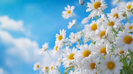 white daisy bouquet with blue sky symbol of peaceful mind and love
