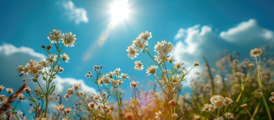 The blooming kheri flowers look beautiful in nature, under the open sky and shining sun.
