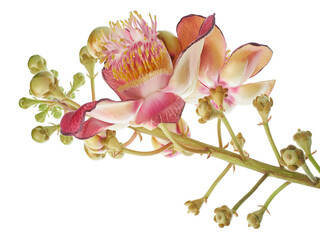 Cannonball tree, Couroupita guianensis flowers, isolated on white background, with clipping path 