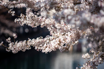 横浜　大岡川の桜4